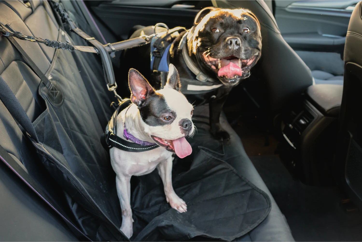 Whippets  Dog Safety Belt for Nissan Murano