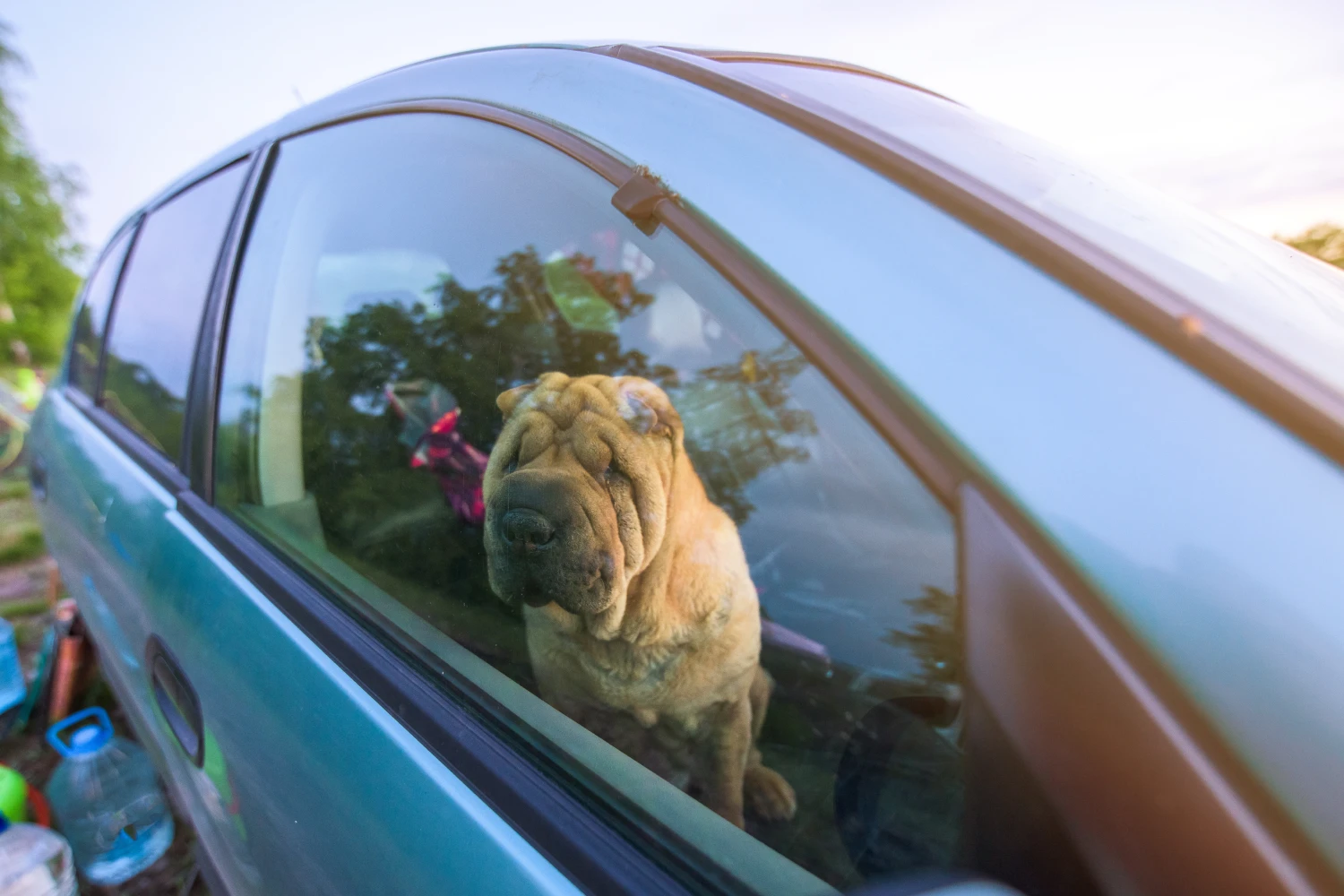 Volkswagen Passat Dog Safety Belt for Chinese Shar-Pei