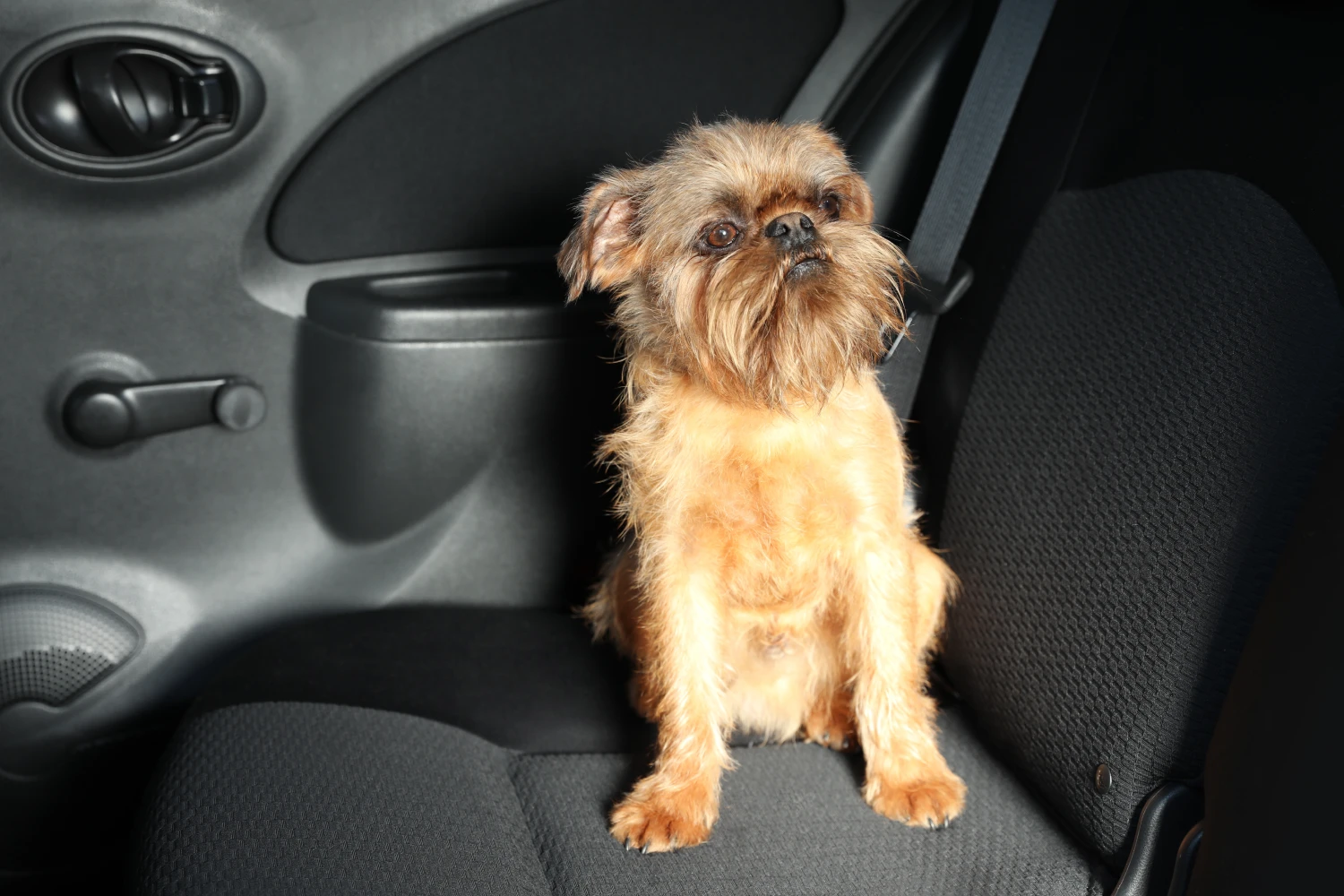 Lexus RX Dog Safety Belt for Brussels Griffons