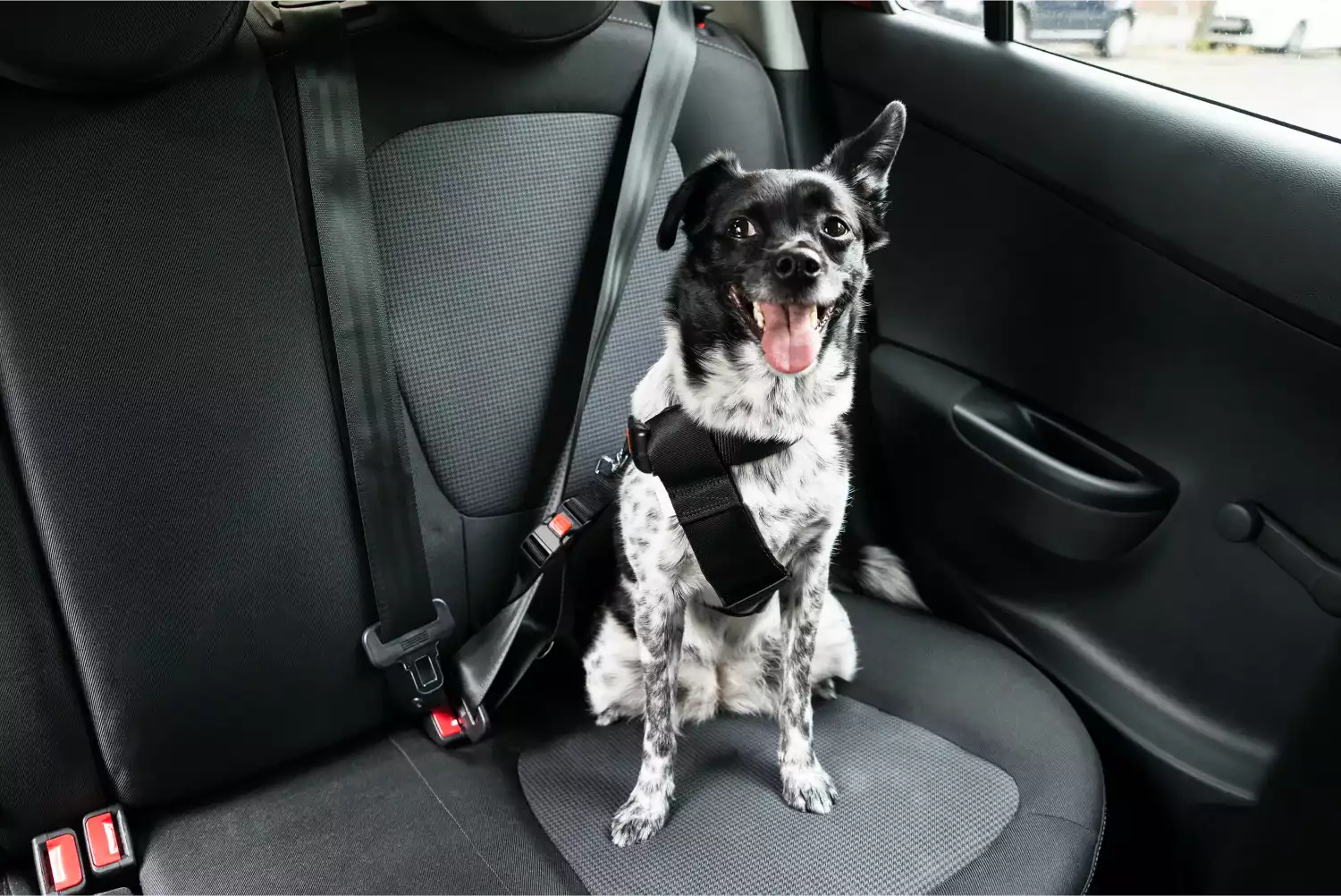 Lexus RX Dog Safety Belt for Brussels Griffons