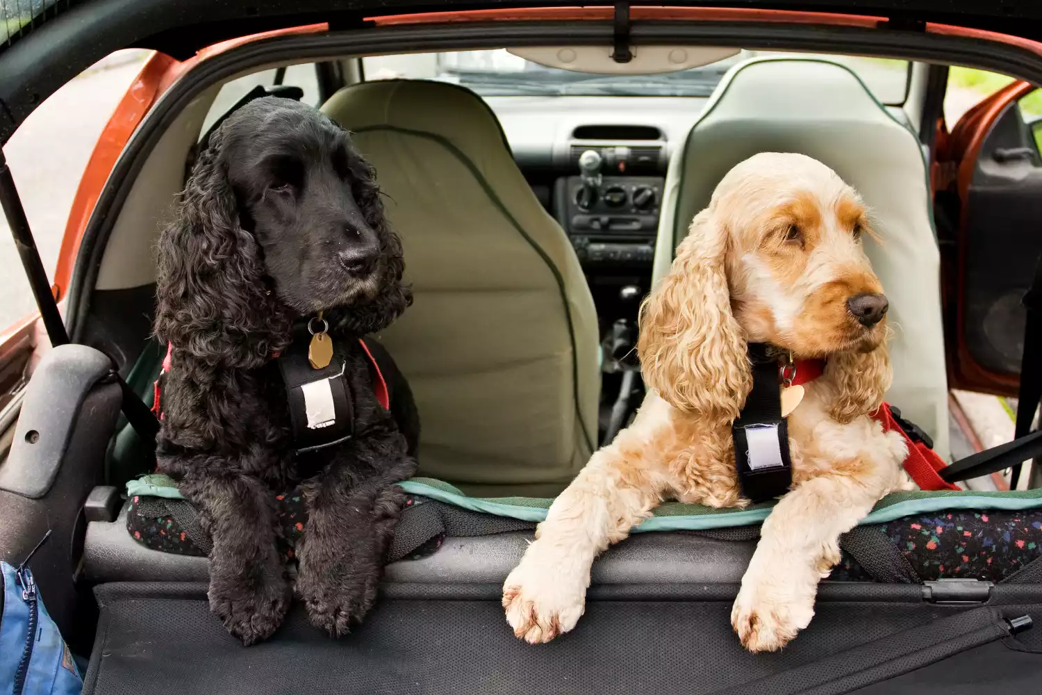 Dog Carrier Purse for Toy Cocker Spaniel