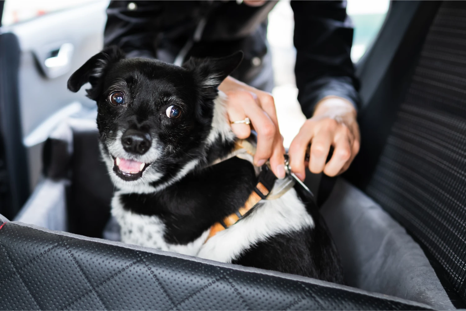 Volkswagen Passat Dog Safety Belt for Chinese Shar-Pei