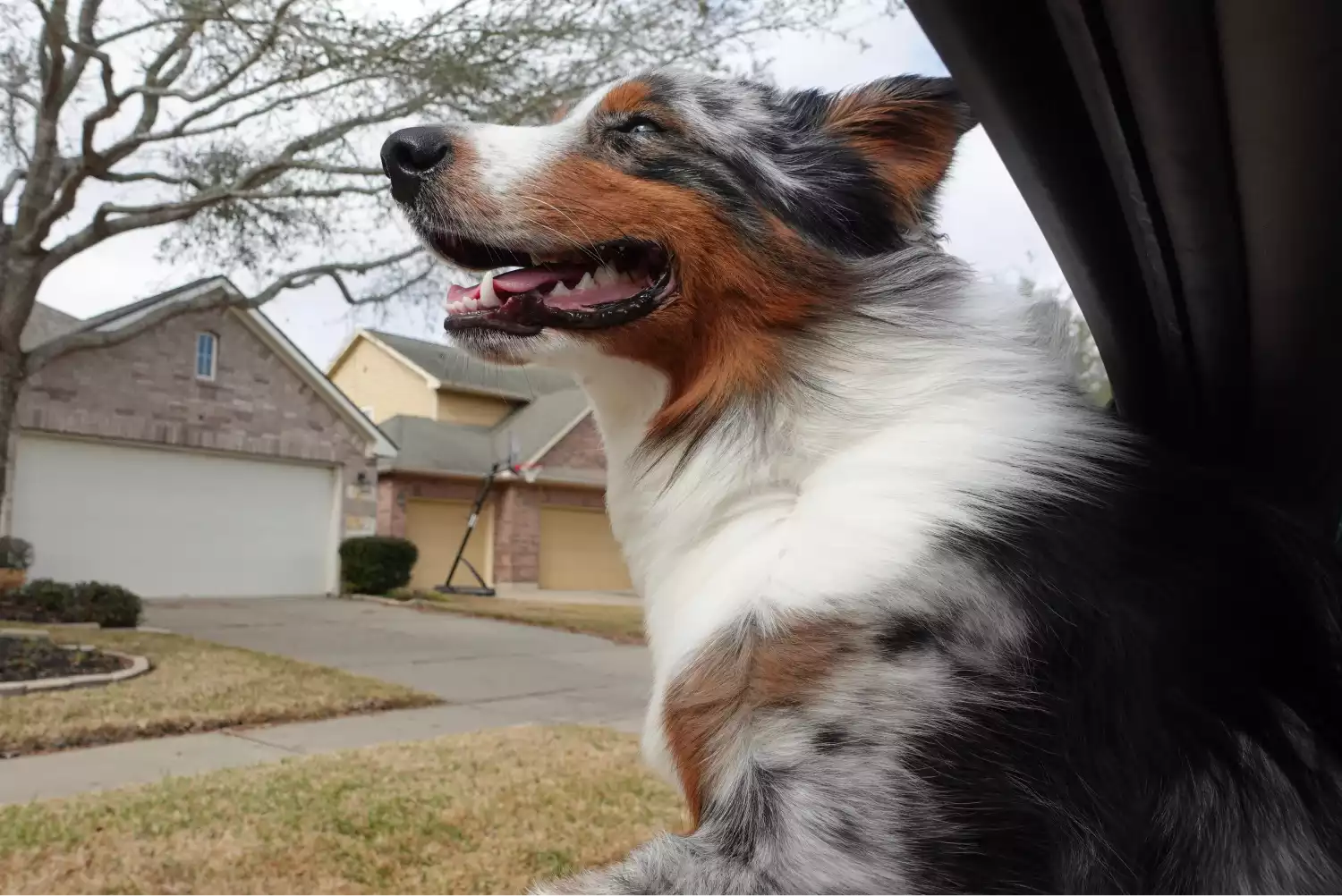 Subaru Forester Dog Safety Belt for Australian Shepherds