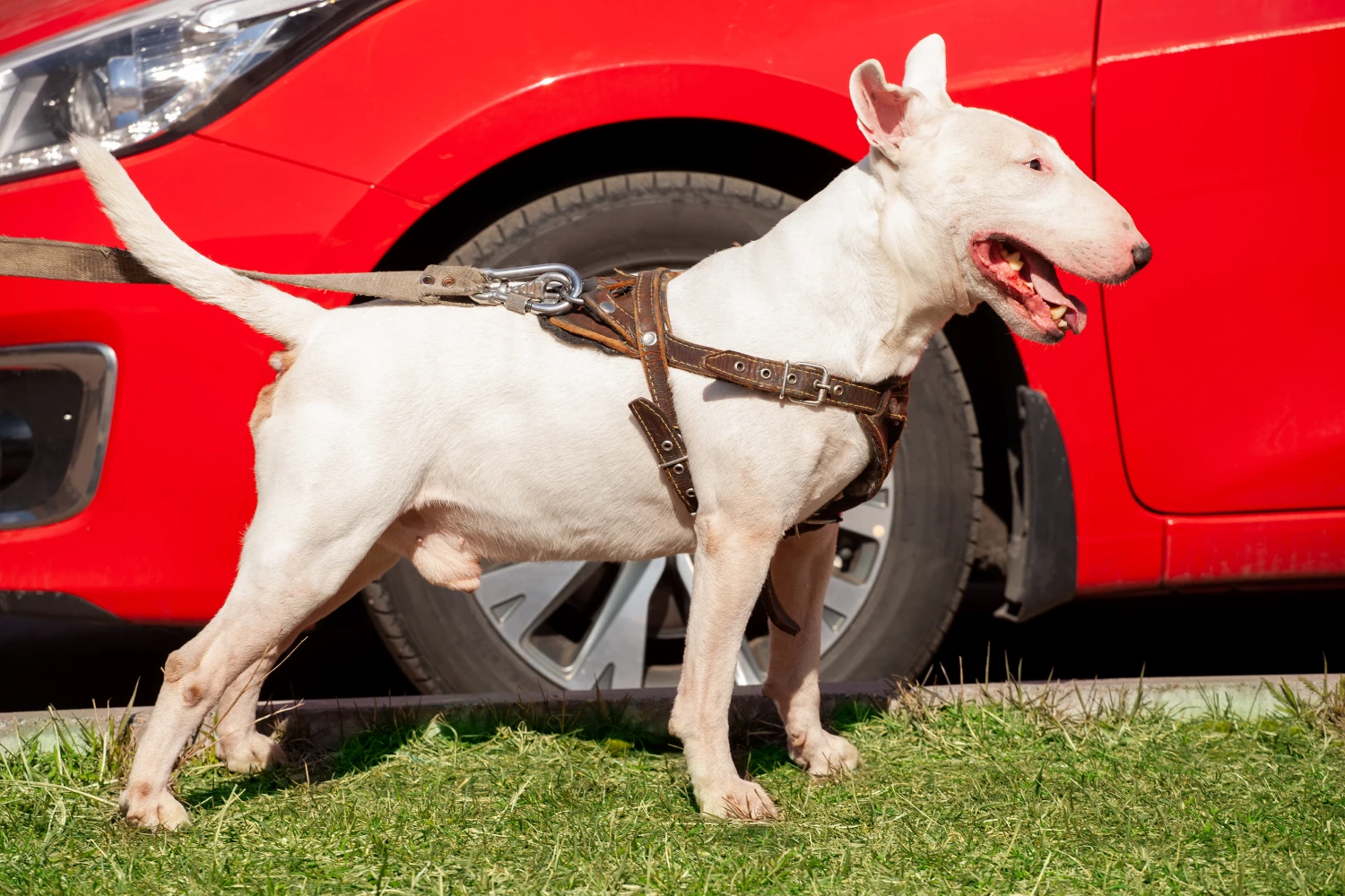 Kia Optima Dog Car Seat Belt for Bull Terriers