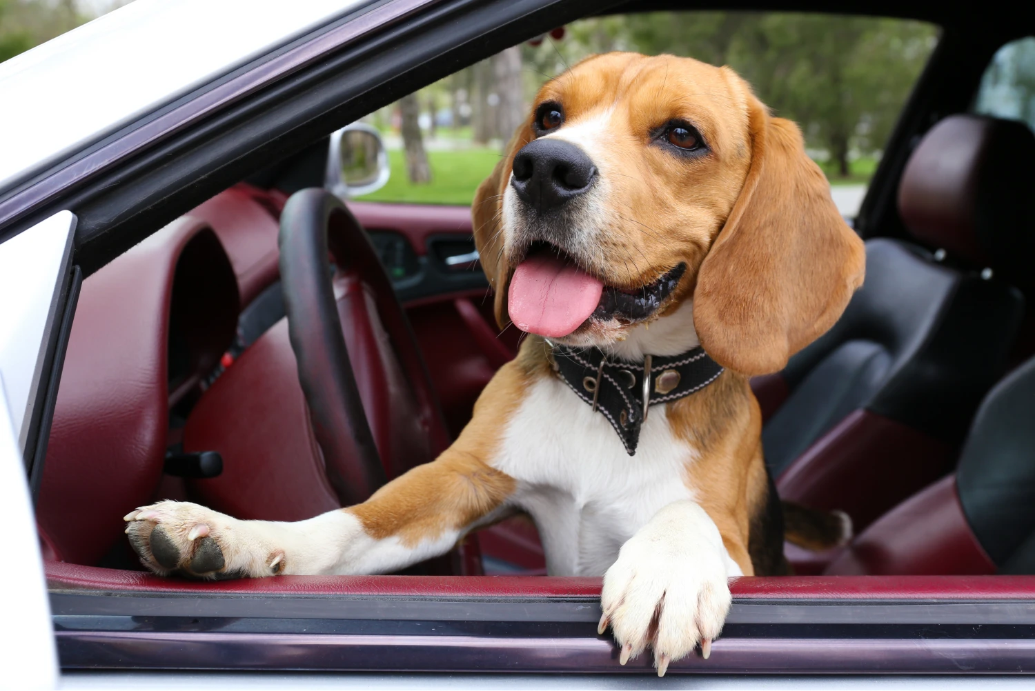 Kia Optima Dog Safety Belt for Beagles