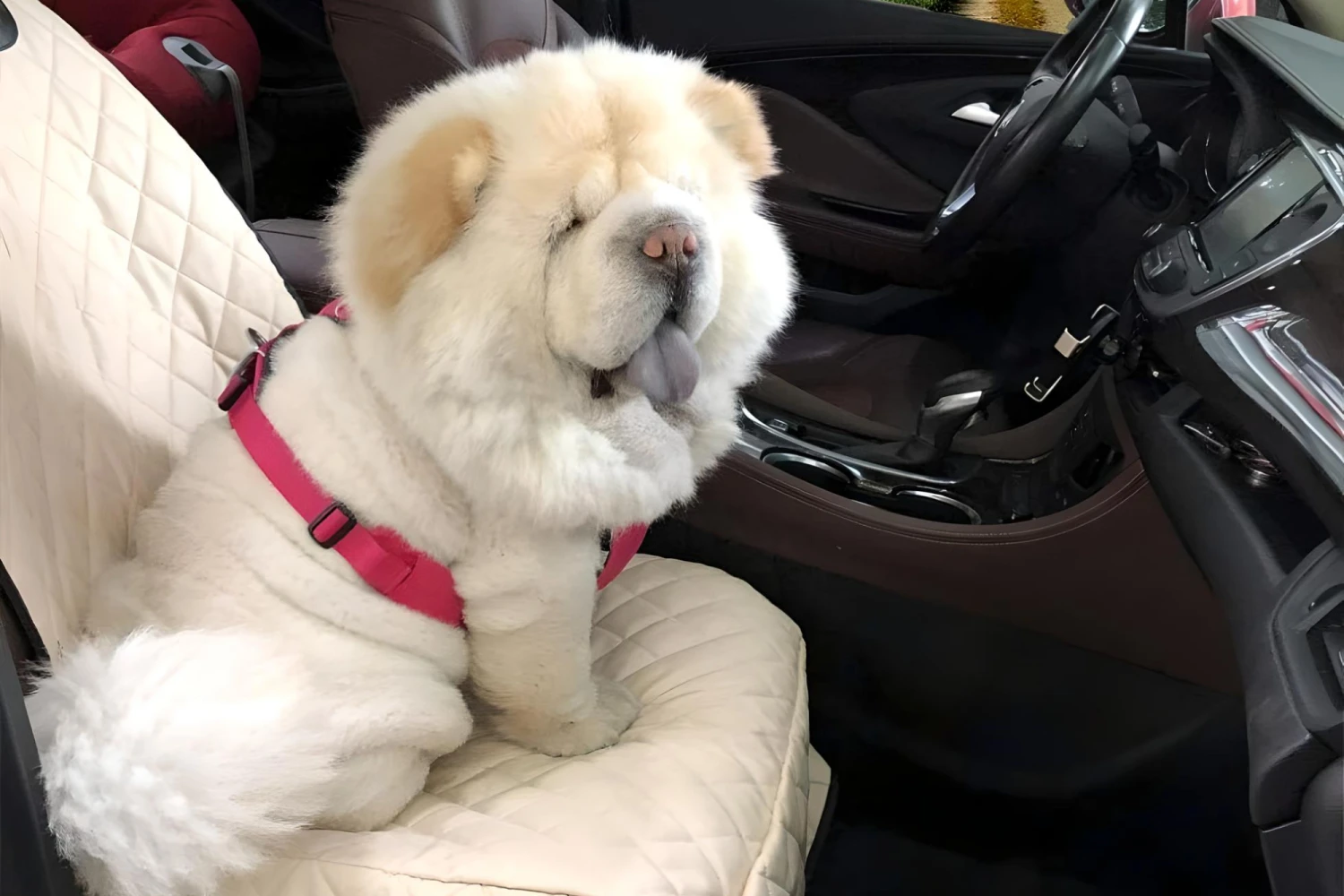 Chevrolet Colorado Dog Car Seat Belt for Chow Chows