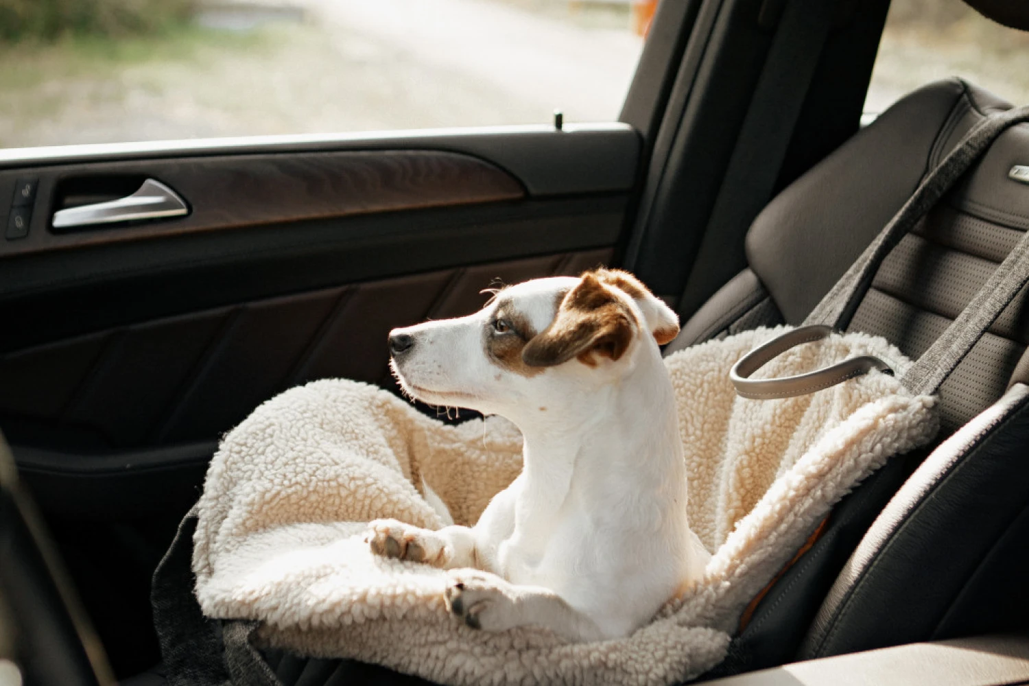 Dog Carrier Purse for Rat Terrier