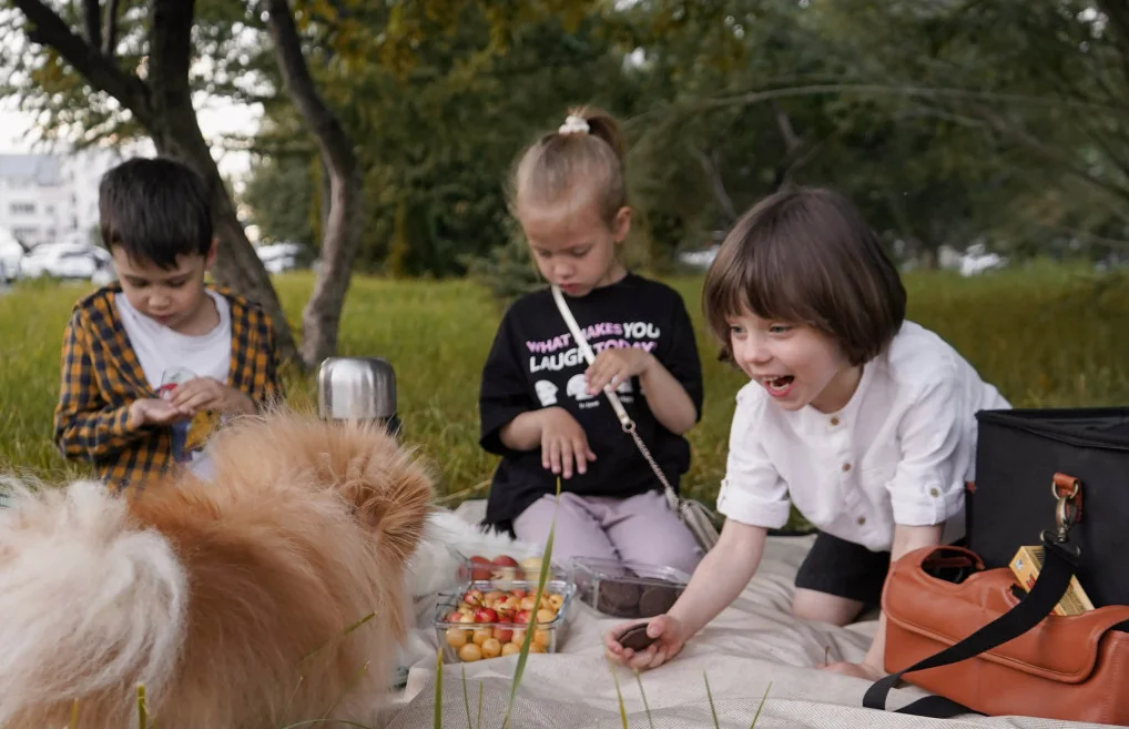 outdoor blankets for picnics and concerts