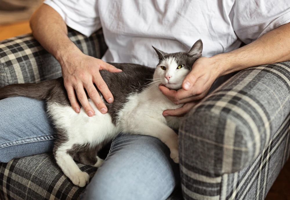 camera to watch pets while away